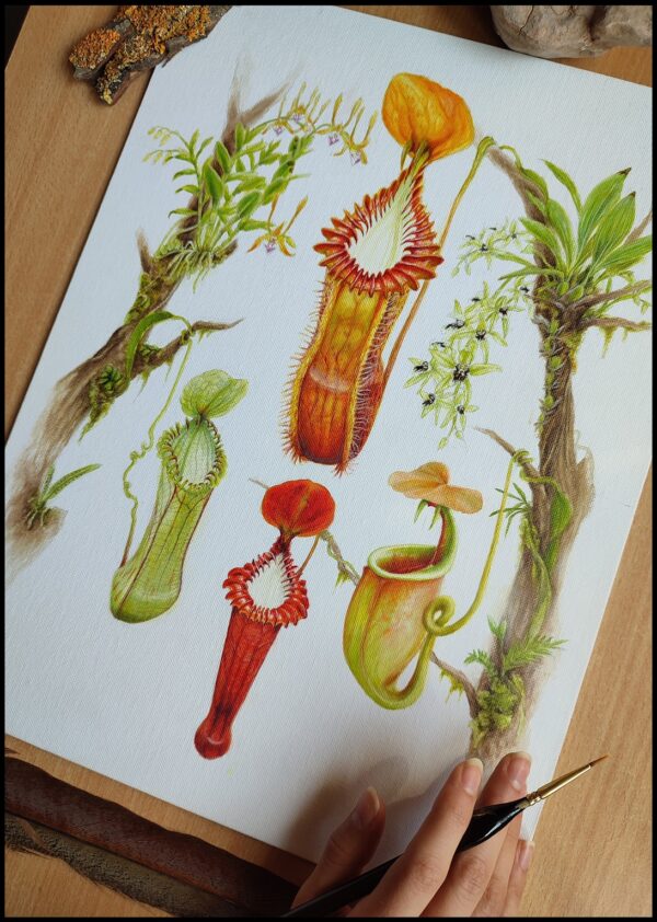 Nepenthes hamata, Nepenthes edwardsiana and Nepenthes bicalcarata