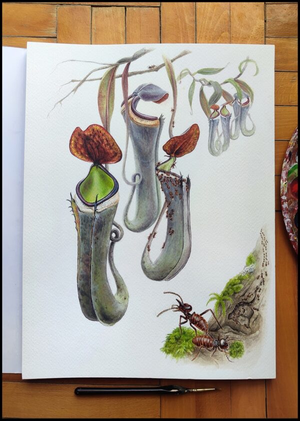 Nepenthes albomarginata and Hospitalitermes bicolor - Symbiosis