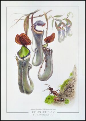 Nepenthes albomarginata and Hospitalitermes bicolor - Symbiosis