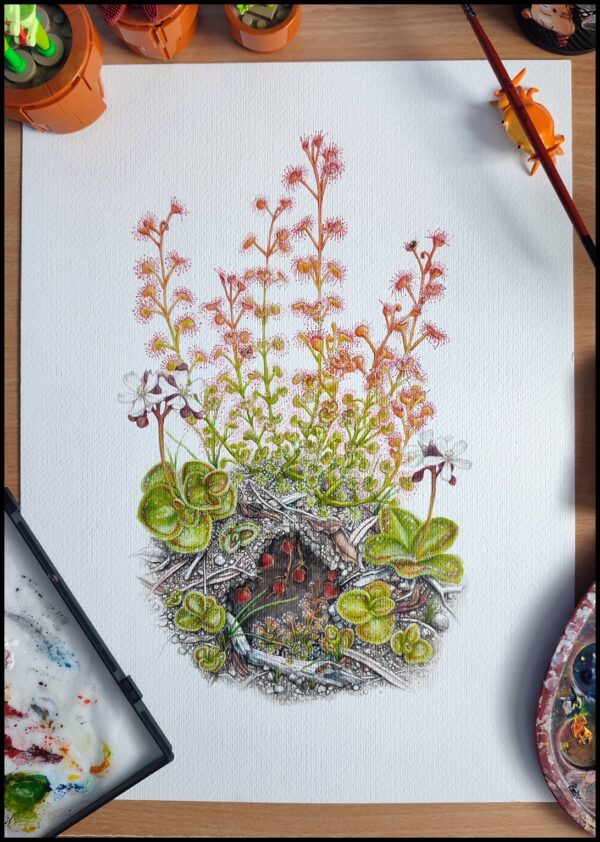 TUBEROUS DROSERA - Image 3