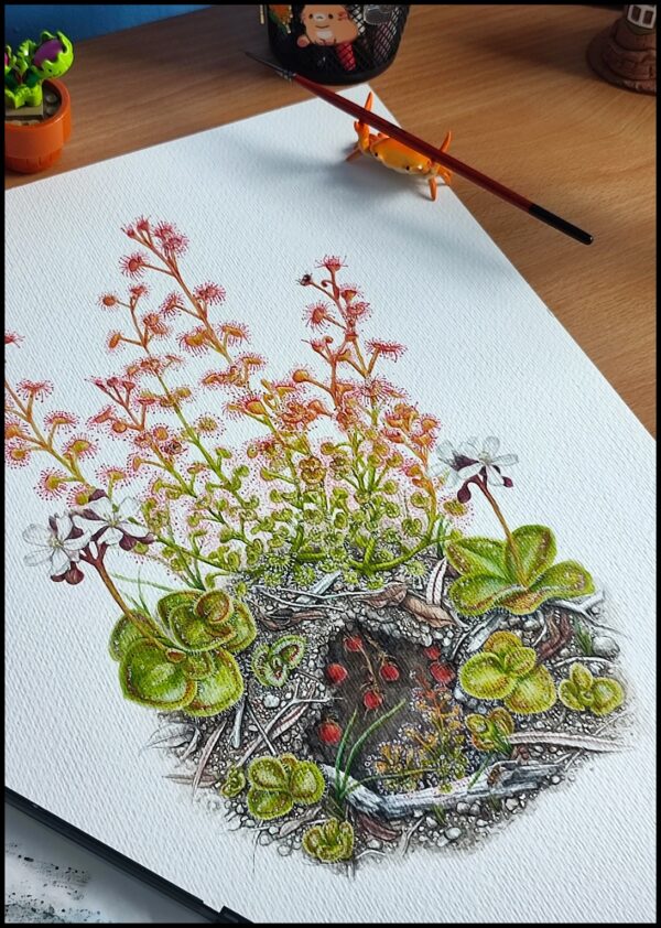 TUBEROUS DROSERA - Image 2