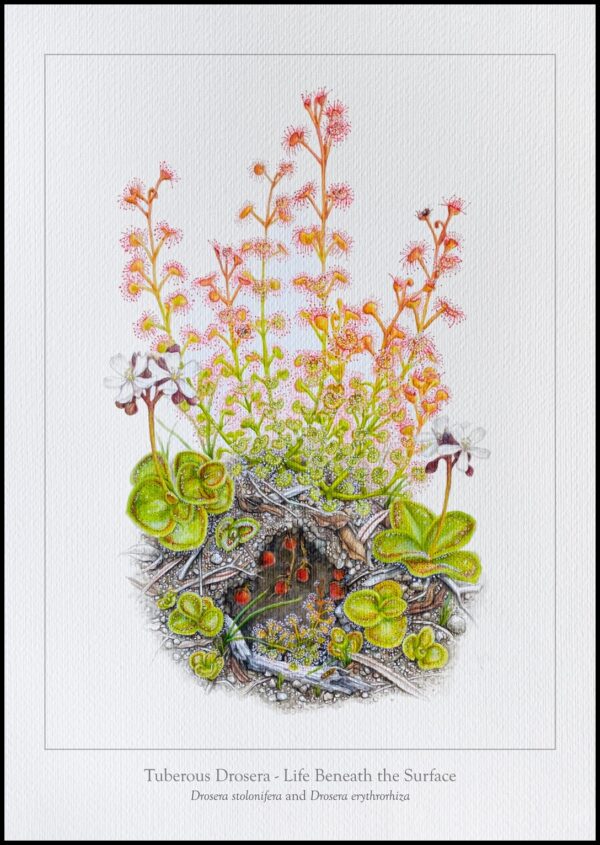 TUBEROUS DROSERA